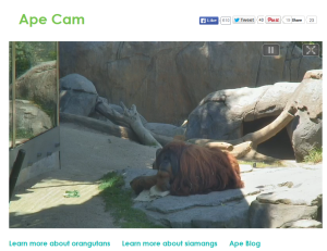 Screenshot of the Ape Cam