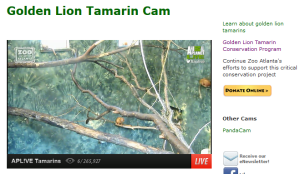 Screenshot from Golden Lion Tamarin Cam