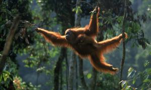http://worldwildlife.org/species/sumatran-orangutan